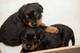 Regalo cachorros de Rottweiler en año nuevo - Foto 1