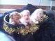 Regalo formidible cachorros de Golden Retriever en listos - Foto 1