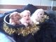 Regalo formidible cachorros de golden retriever en listos