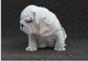 Regalo magníficos cachorros bulldog ingles disponibles