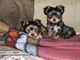 Regalo yorkshire terrier cachorros