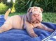 Sharpei con pedigri loe y garantia sanitaria congénita 1 año - Foto 1