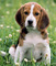 Bonito cachorros beagle inglés masculinos y femeninos