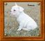 Bulldog frances €100