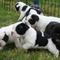 Cachorra de bulldog frances hembra y macho - Foto 1