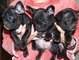 Cachorros BULLDOG FRANCES - Foto 1