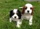 Cavalier king cachorros charlse masculinos y femeninos encantador