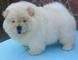 Chow chow adorable cachorro