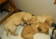 Encantadores cachorros golden retriever contacte con nosotros par