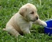 Encanto masculino y femenino cachorros de labrador listos para su