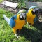 Hablando par de guacamayo azul y oro loros para la adopción