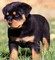 Los cachorros de rottweiler preciosos