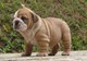 Masculino adorable y cachorros de bulldog inglés hembras - Foto 1