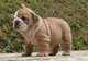 Masculino adorable y cachorros de bulldog inglés hembras