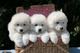 Masculino adorable y cachorros samoyedo hembra - Foto 1