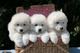 Masculino adorable y cachorros samoyedo hembra