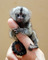 Monos tití pigmeo para la adopción - Foto 1