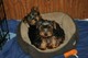 Nueva mirada cachorros yorkshire terrier