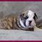 Oferta de preciosos bulldog frances - Foto 1