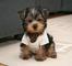 Perritos lindos de yorkie
