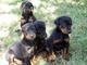 Venta de cachorros doberman