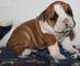 3 cachorros de bulldog inglés para adopción libre