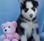 Akc registrados huskies siberianos