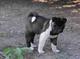 Akita cachorrors