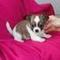 Cachorros chihuahua lindo para adopción libre - Foto 1