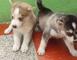 Cachorros husky siberiano macho y hembra