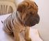Cachorros shar pei para adopción
