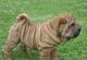 Compro cachorra sharpei china de preferencia de 4 meses o un poqu