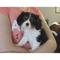 Disponibilidad pedigrí cavalier cachorros king , arancio bianco
