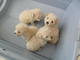 Hermosos cachorritos french poodle mini toy - Foto 1