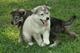 Libere al buen hogar cachorros Siberian Husky - Foto 1