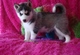 M?F Nuestra precioso husky siberiano está - Foto 1