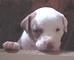 Pitbull american staffordshire terrier