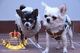 Ropa Perros Chihuahuas - Foto 1