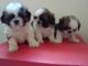 Shih tzu para la venta. bien entrenado, en la actu - Foto 1