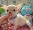 T-Copa Chihuahua Cachorro Para Adopción - Foto 1