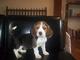 Vendo cachorros beagle tricolor