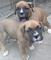 Vendo lindos cachorros boxer