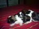 Venta de lindos cachorros Shih Tzu - Foto 1