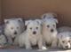 West high land terrier hermosos cachorros