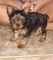 Adorable puppies akc yorkshire terrier para la adopción