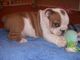 Adorables cachorritos de bulldog ingles