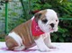 Adorables cachorros bulldog inglés para su hogar - Foto 1