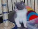 British shorthair para la adopcio