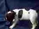 Bulldog frances divinos remate de camada - Foto 1