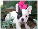 Busco adoptar cachorro bulldog frances